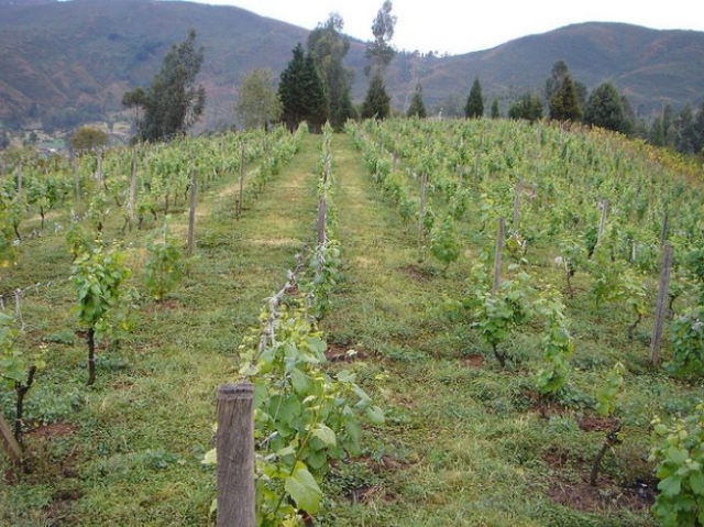 vinedos con arboles de fondo